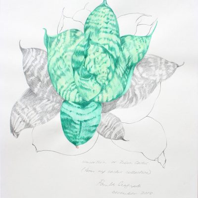 The garden of unreason - The cactus drawing 5-Paula