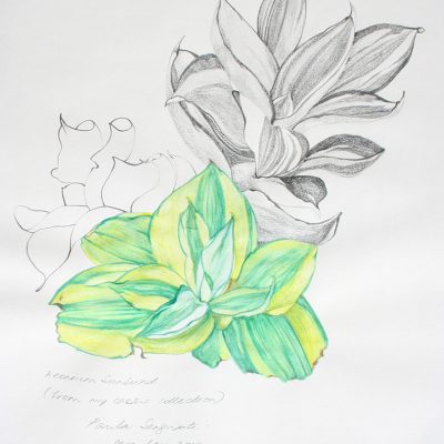 The garden of unreason - The cactus drawing 4-Paula