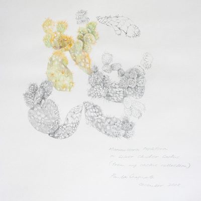 The garden of unreason - The cactus drawing-Paula