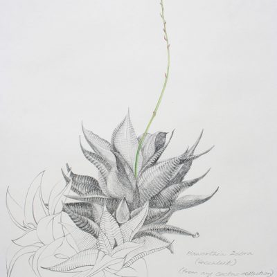 The garden of unreason - The cactus drawing-Paula