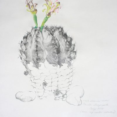 The garden of unreason - The cactus drawing 6-Paula