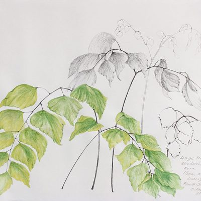 From the fernery - 4