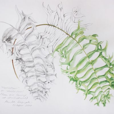 From the fernery - 6