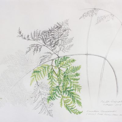 From the fernery - 2-PAULA SEN GUPTA