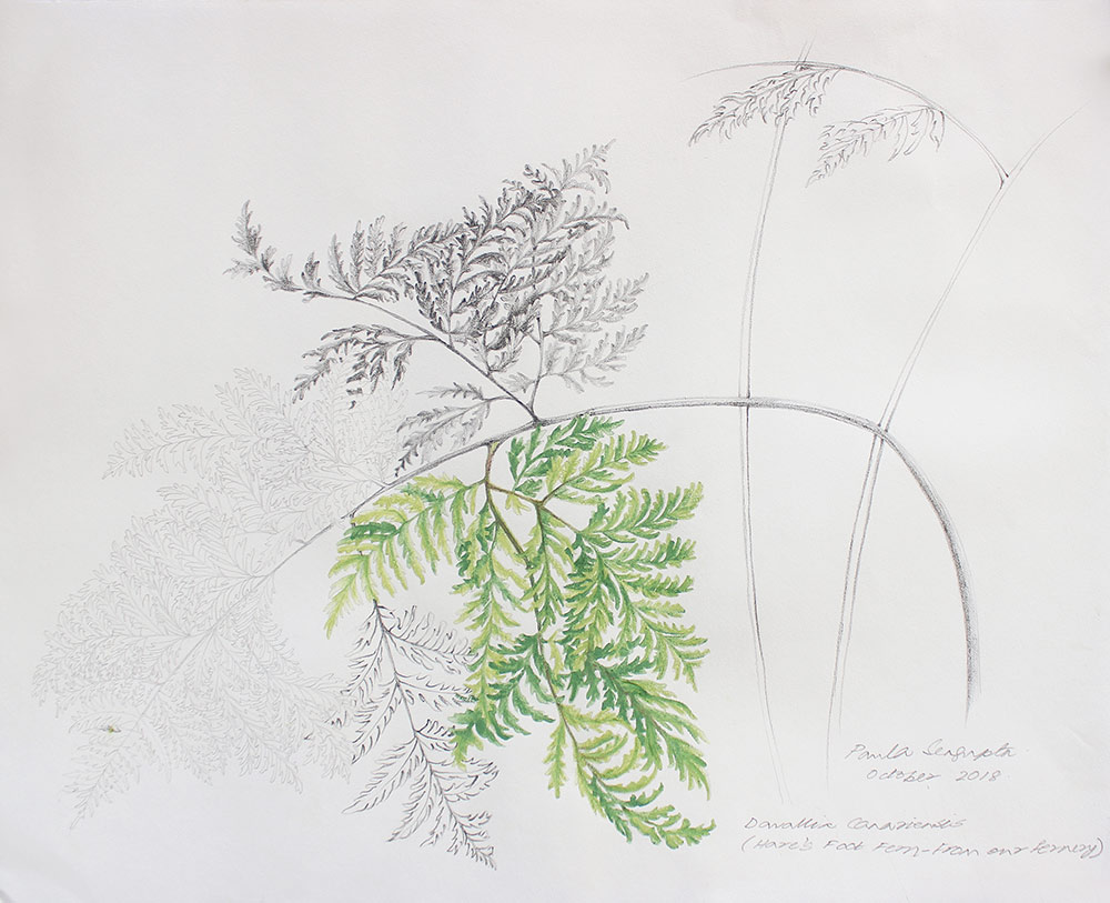 From the fernery-2-Paula-Sengupta