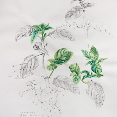 From the terrace garden - 1