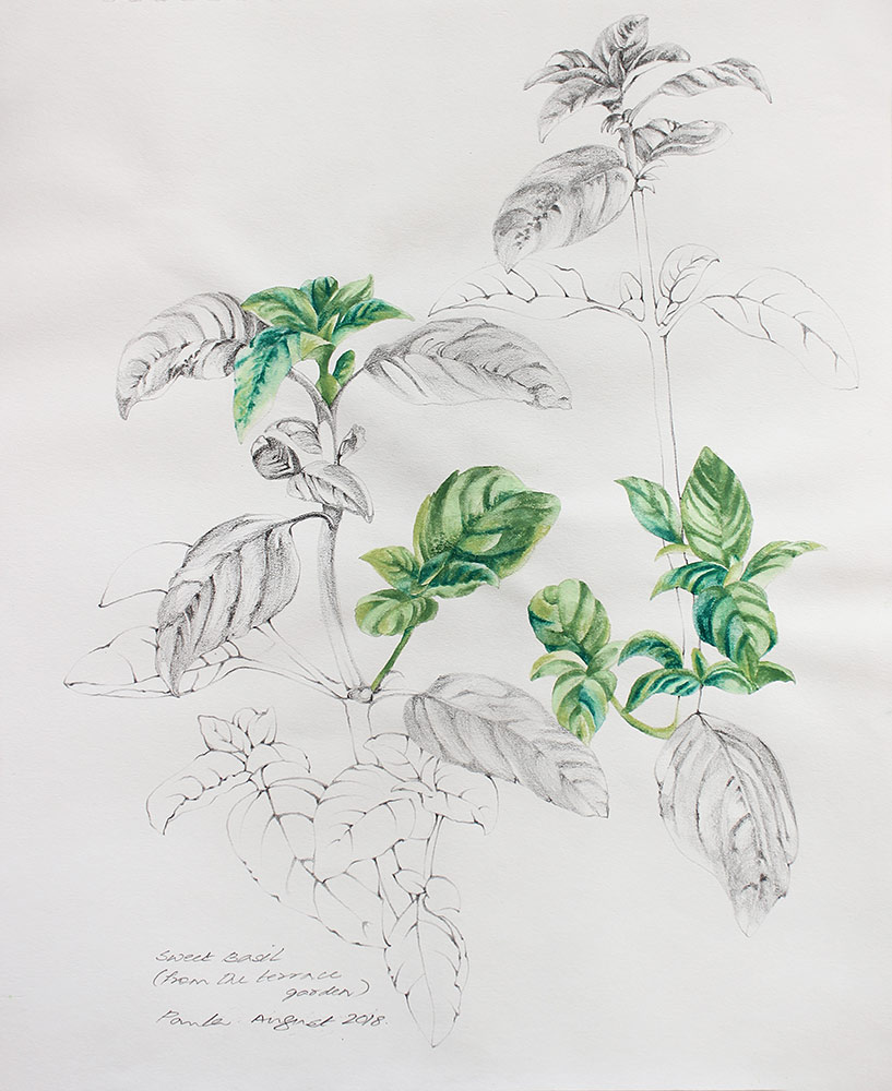 From the terrace garden-1-Paula-Sengupta