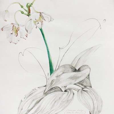 From my Verandah-1-Paula-Sengupta