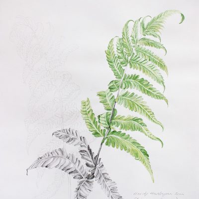 From the fernery-5-Paula-Sengupta