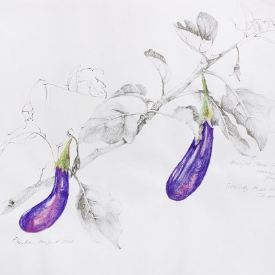 From the terrace garden-2-Paula-Sengupta