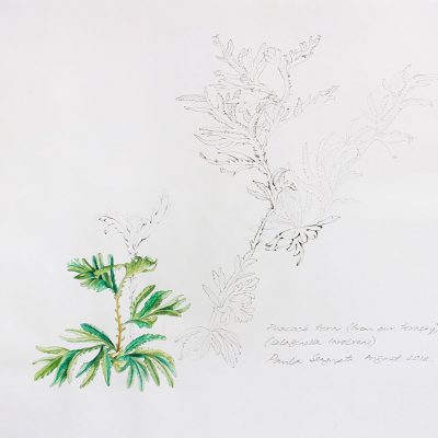 From the fernery-1-Paula-Sengupta