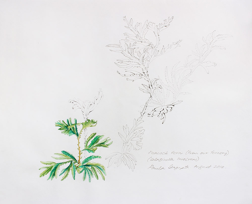 From the fernery-1-Paula-Sengupta