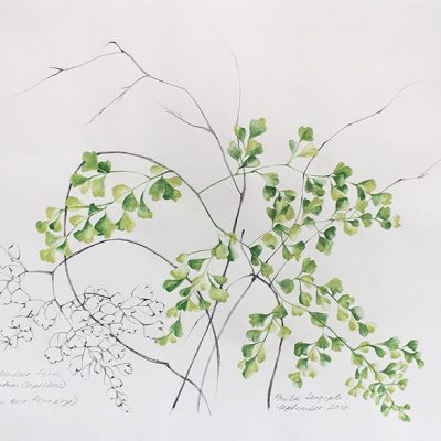 From the fernery-3-Paula-Sengupta