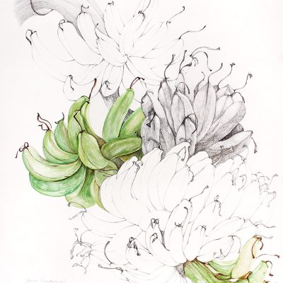 From the Vegetable Patch - 1