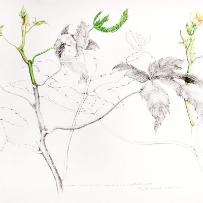 From the Vegetable Patch - 1