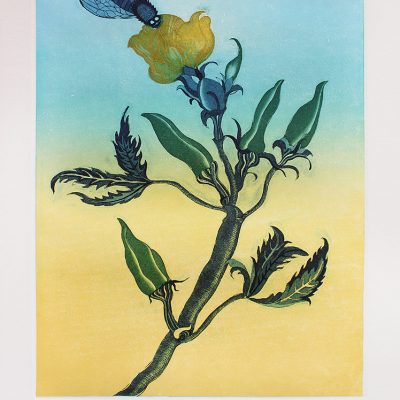 Honey-Sucker and the Ladies Finger