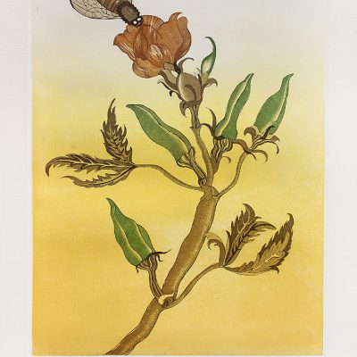 Honey-Sucker and the Ladies Finger- sample 1