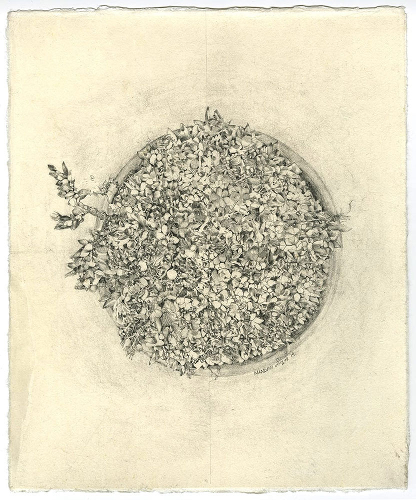 Green house diaries 1-Nandini-Bagla-Chirimar