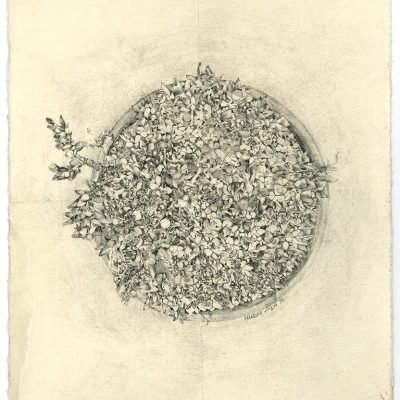 Greenhouse-Diaries-Nandini-Bagla-Chirimar