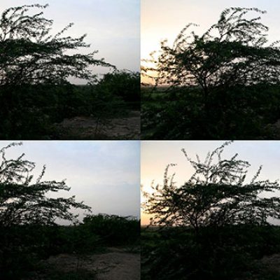 Yamuna | Wind | Tree-Atul Bhalla