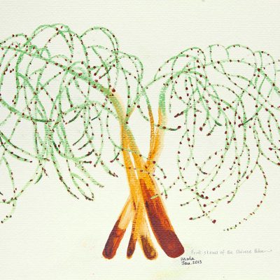 Fruits Stems of the Chinese Palm-Mala-Marwah