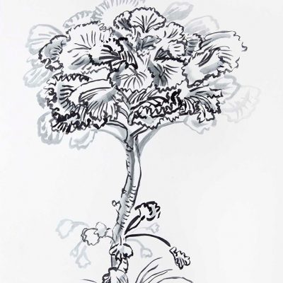 Cabbage-Plant-Mala-Marwah