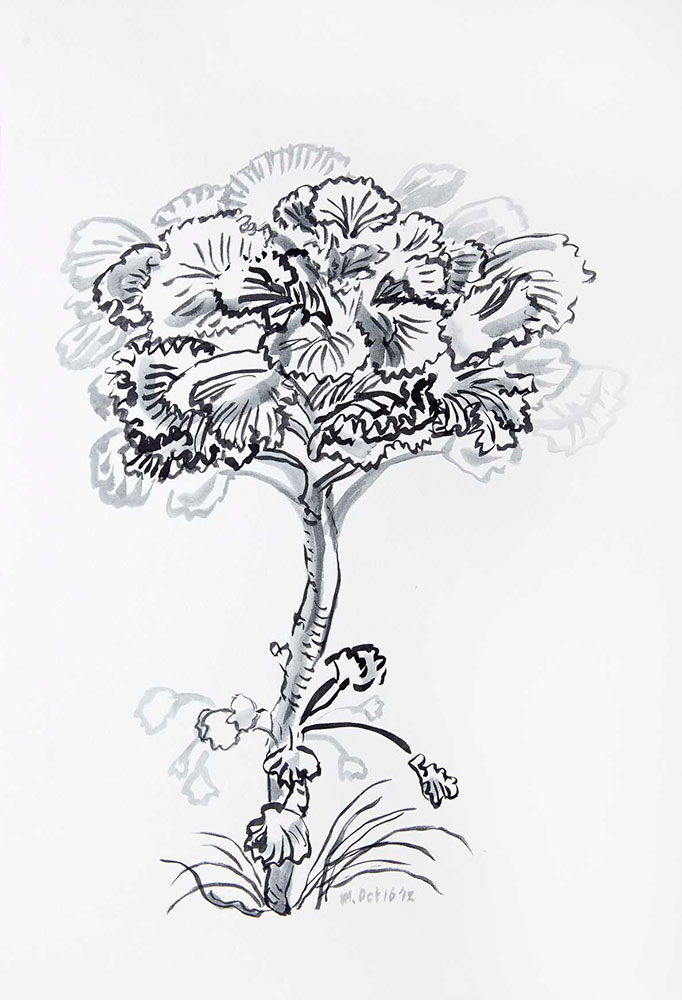 Cabbage-Plant-Mala-Marwah