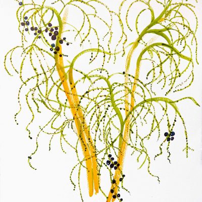 Fruits Stems of the Chinese Palm 2-Mala-Marwah