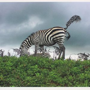 Untitled-Paula-Sengupta