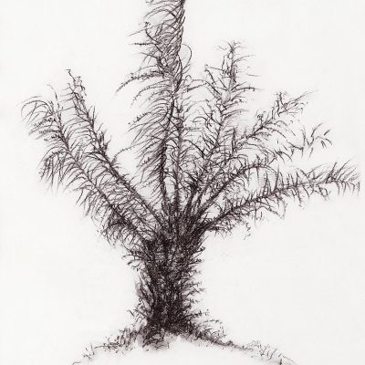 NATURE-STUDY-2-Manisha-Gera-Baswani