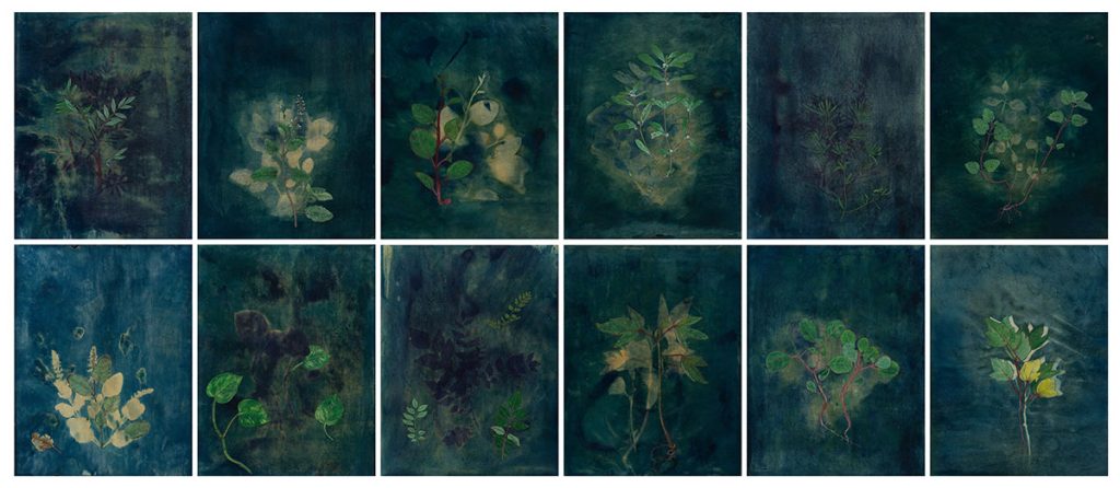 Companion-Plants-Rashmimala