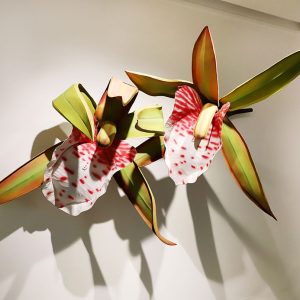 Cymbidium-Tigrinum-Valay