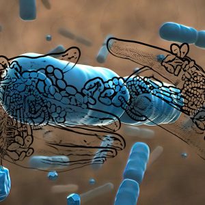 Normal flora of small intestine, lactic acid bacteria. Probiotic bacterium