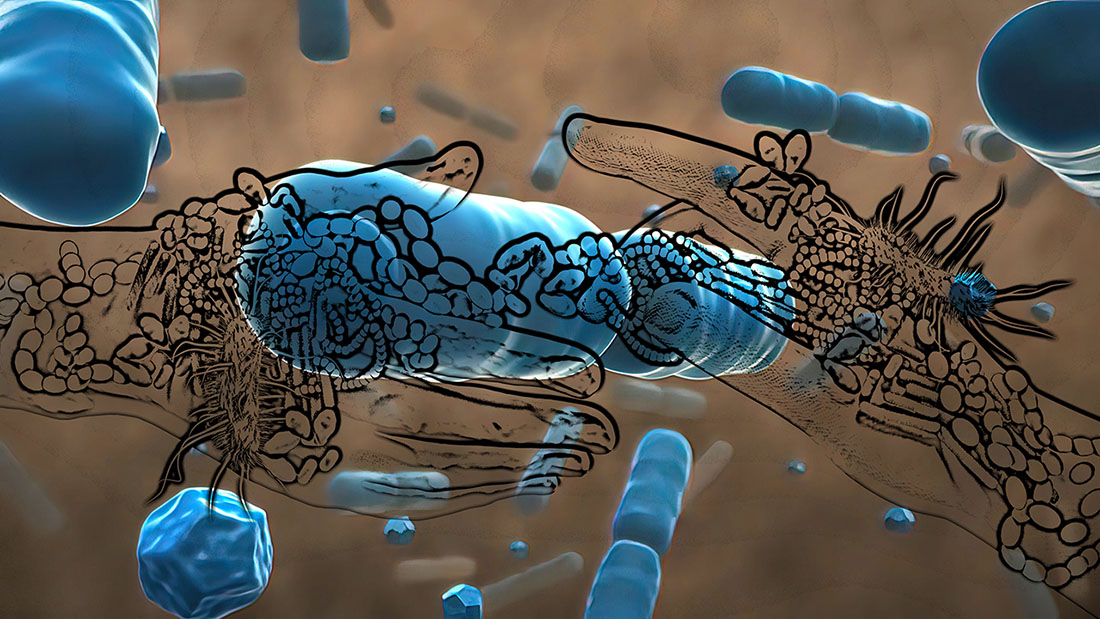 Normal flora of small intestine, lactic acid bacteria. Probiotic bacterium