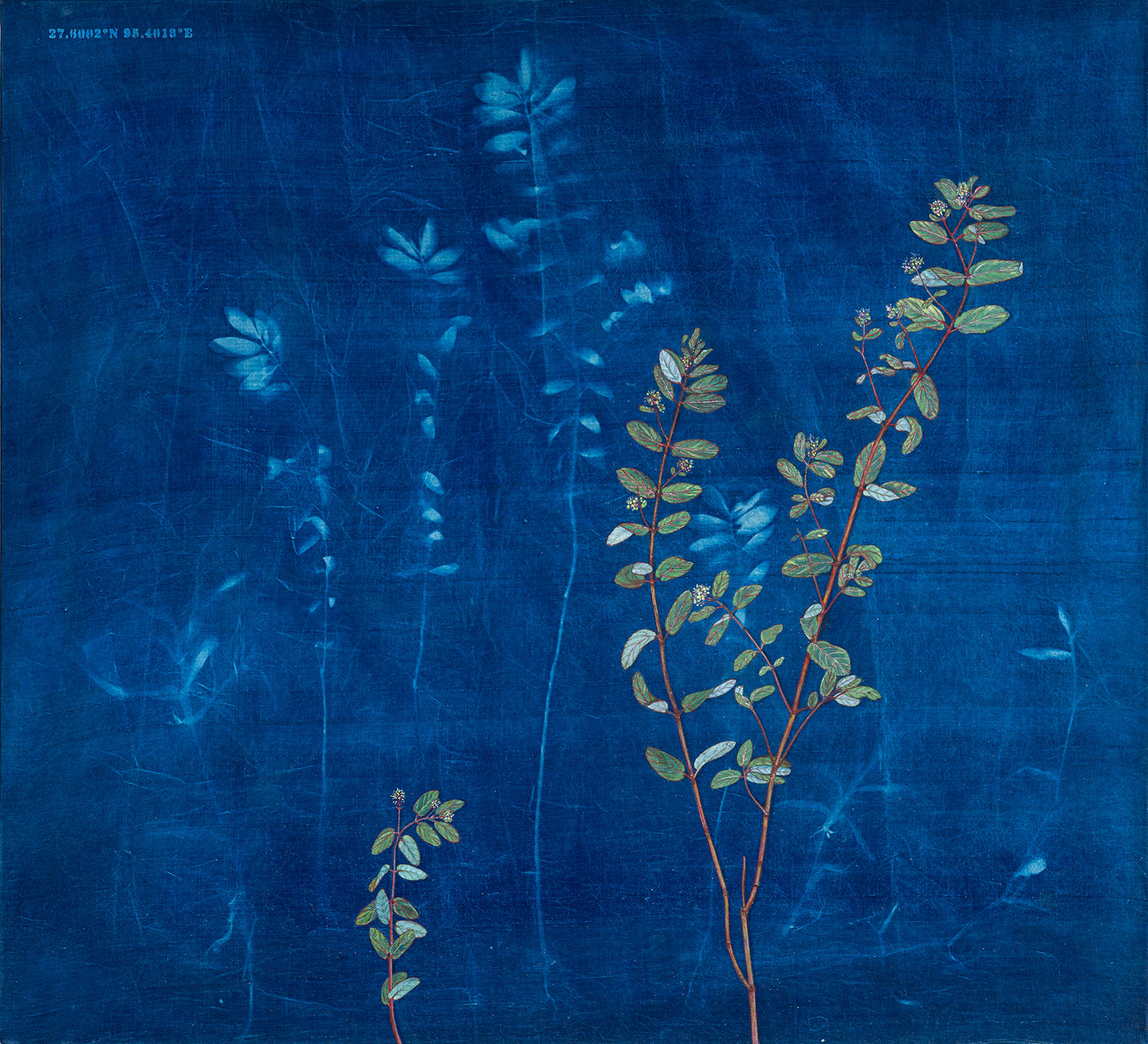 Rashmimala-Devi-Euphorbia-Prostrate