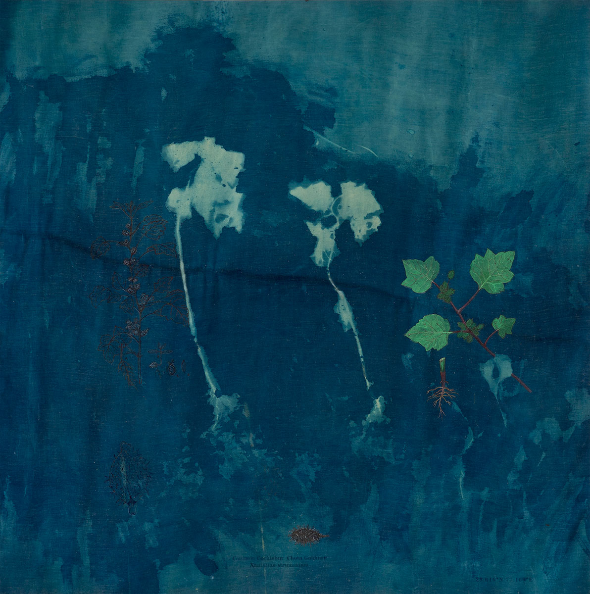 Rudarels-of-Delhi-II_Xanthium-Strumarium_-Ishita-Chakraborty