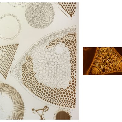 Sonia-mehra-Vital-I-Sonia-Mehra