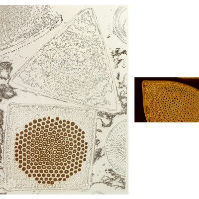 Sonia-mehra-Vital-II-Sonia-Mehra