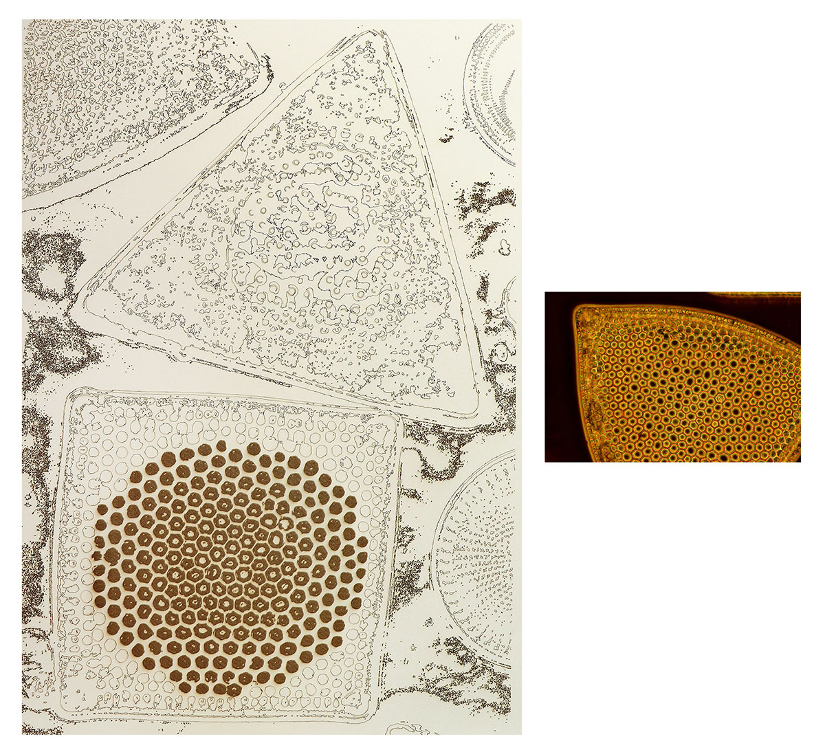 Sonia-mehra-Vital-II-Sonia-Mehra