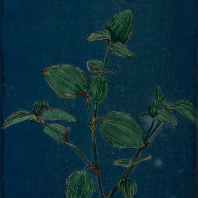 Tracing-through-a-Backyard-6_-Kona-Shimolu-Ishita-Chakraborty