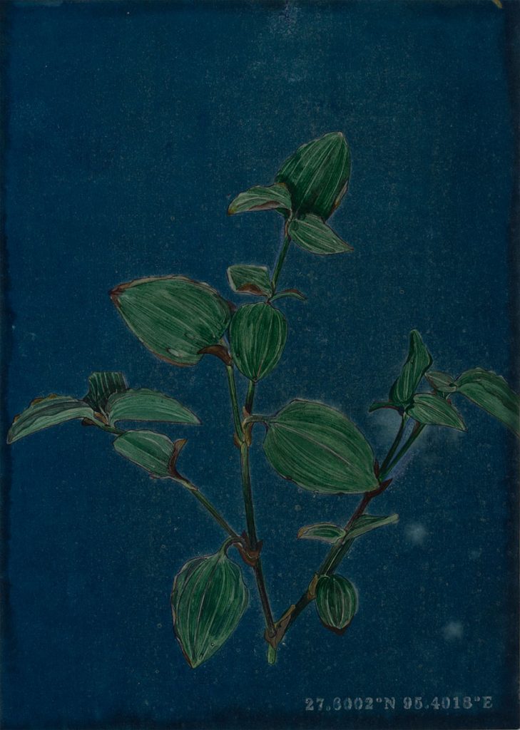 Tracing-through-a-Backyard-6_-Kona-Shimolu-Ishita-Chakraborty