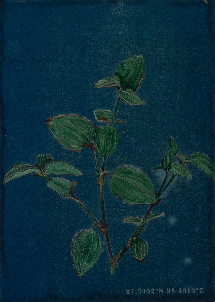 Tracing-through-a-Backyard-6_-Kona-Shimolu-Ishita-Chakraborty