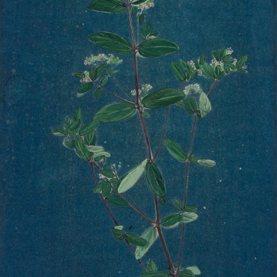 Tracing-through-a-Backyard-7_-Rongali-khorika-Ishita-Chakraborty