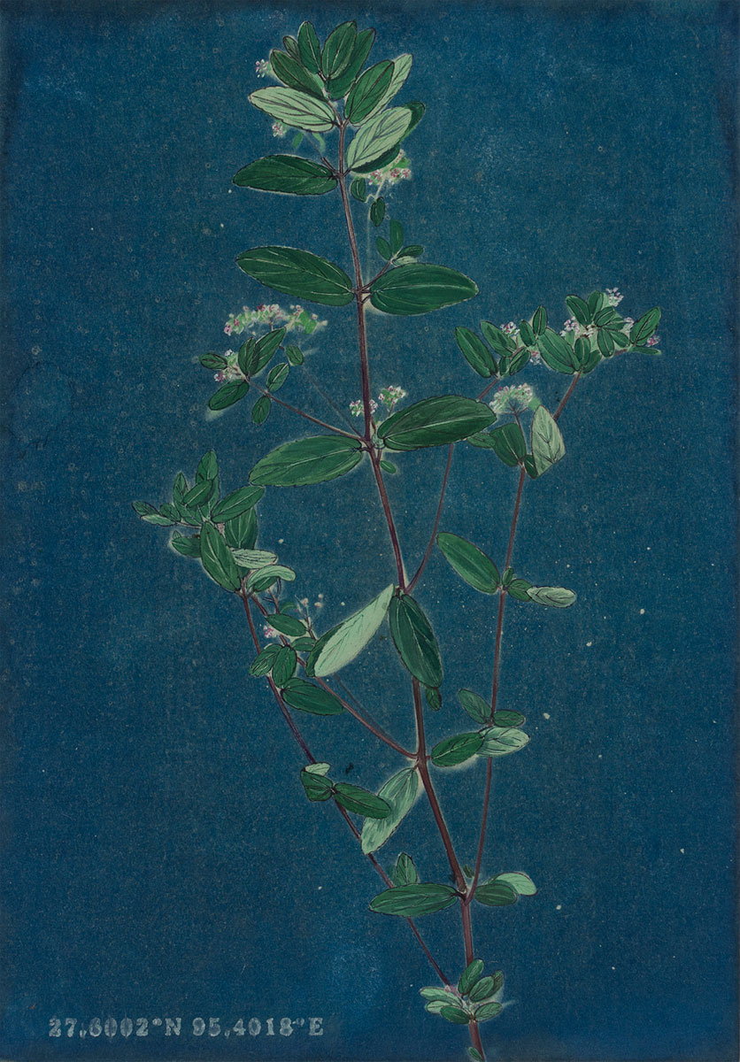 Tracing-through-a-Backyard-7_-Rongali-khorika-Ishita-Chakraborty