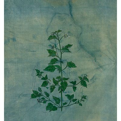 From-the-backyard-of--a-City-I,--Solanum-Nigram-Rashmimala