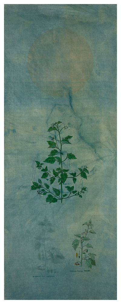 From-the-backyard-of--a-City-I,--Solanum-Nigram-Rashmimala