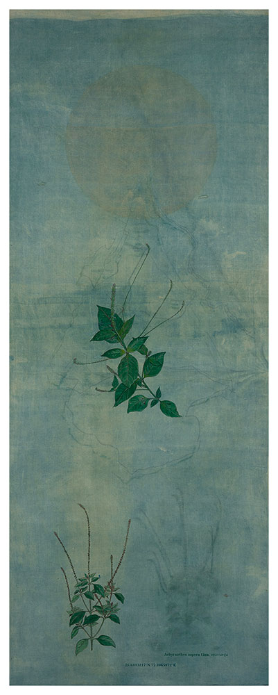 From-the-backyard-of--a-City-II,-Achyranthes-aspera,-Rashmimala