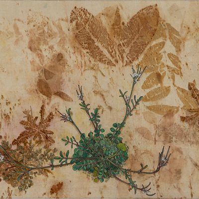 Horseweed-Rashmimala