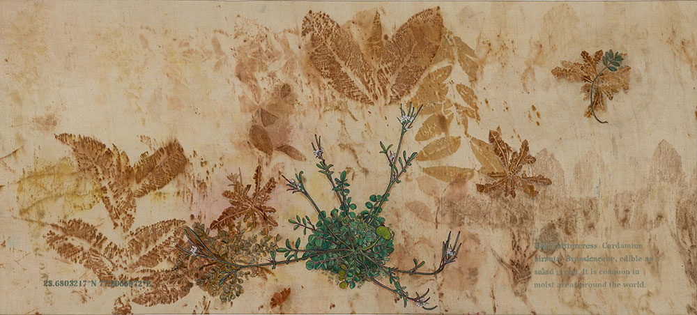 Horseweed-Rashmimala