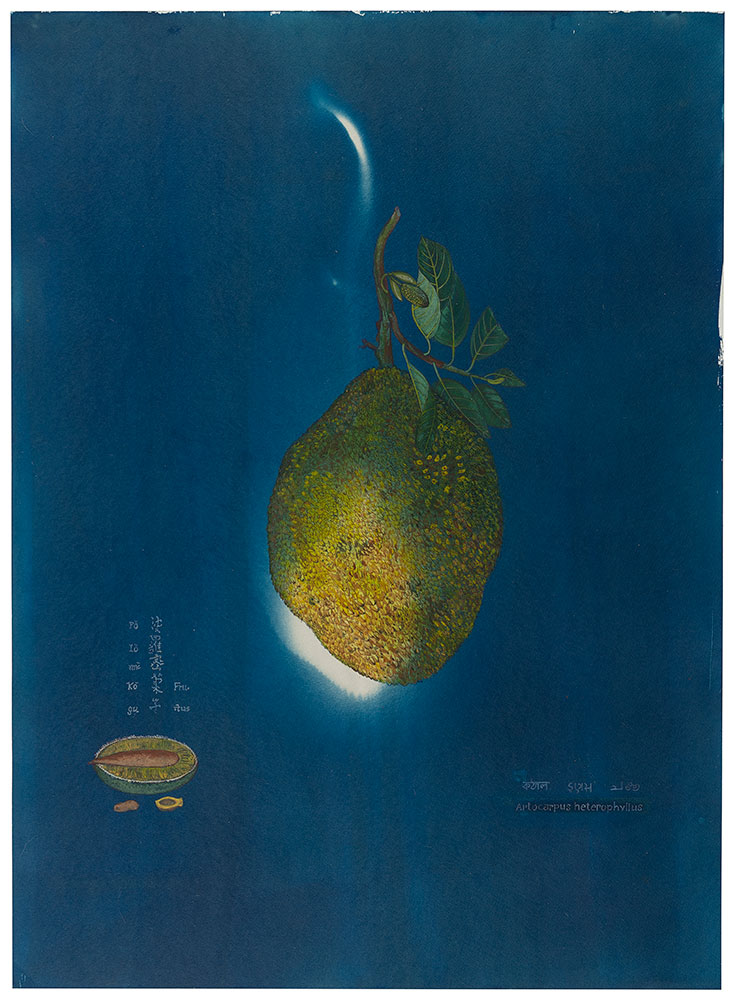 Memory-of-taste-I,-In-the-Backyard-Artocarpus-heterophyllus,-Kathal-Rashmimala